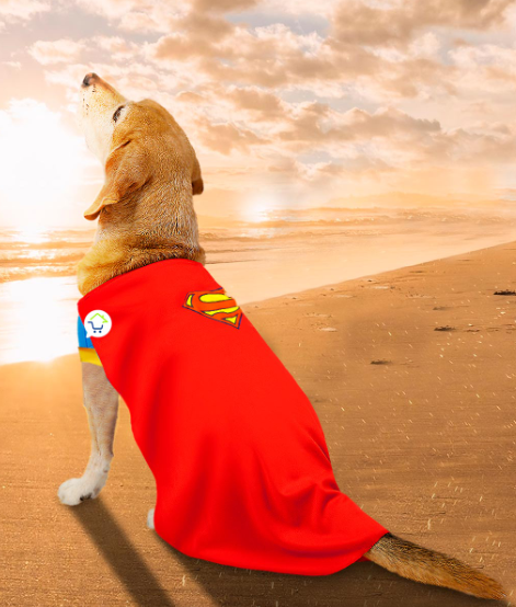 Disfraz Mascotas Súper Man