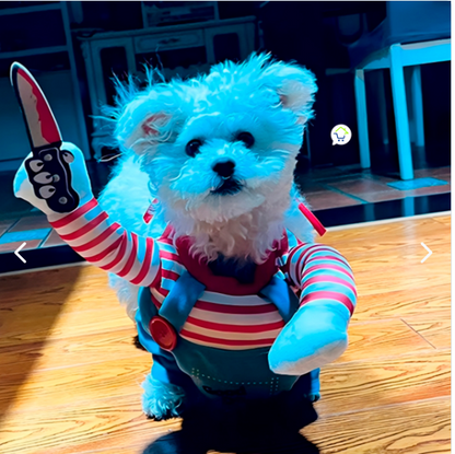 Disfraz Mascotas Chucky Halloween