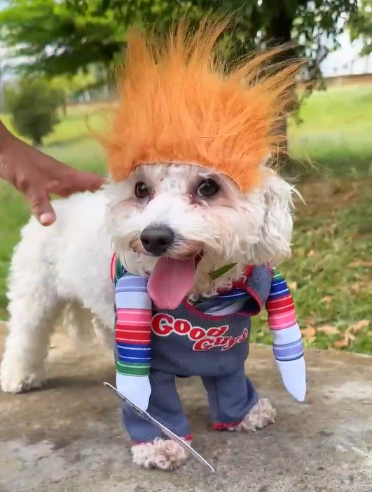 Disfraz Mascotas Chucky Halloween