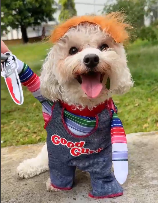 Disfraz Mascotas Chucky Halloween