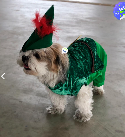 Disfraces Halloween para Mascotas